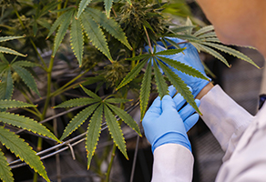 Cannabis Facilities
